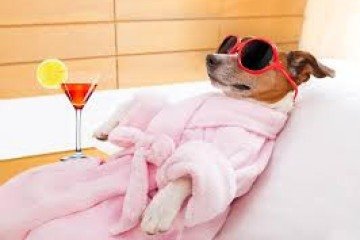 Mercado de luxo pode ser um dos responsáveis pela 'humanização' dos pets -  (crédito: Divulgação / CEUB)