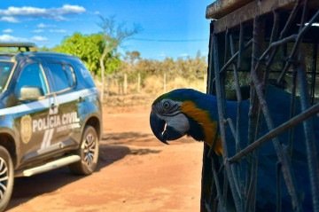 Os policiais encontraram uma arara-canindé, duas maritacas e um papagaio-verdadeiro - (crédito: Divulgação/PCDF) Os policiais encontraram uma arara-canindé, duas maritacas e um papagaio-verdadeiro - (crédito: Divulgação/PCDF)