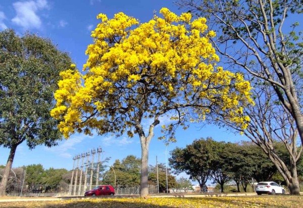 Ed Alves CB/DA Press