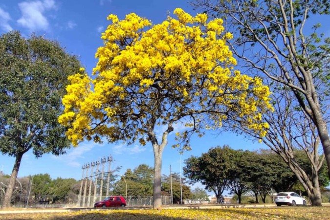 Sábado terá máxima de 29 °C e umidade do ar pode chegar a 20% 