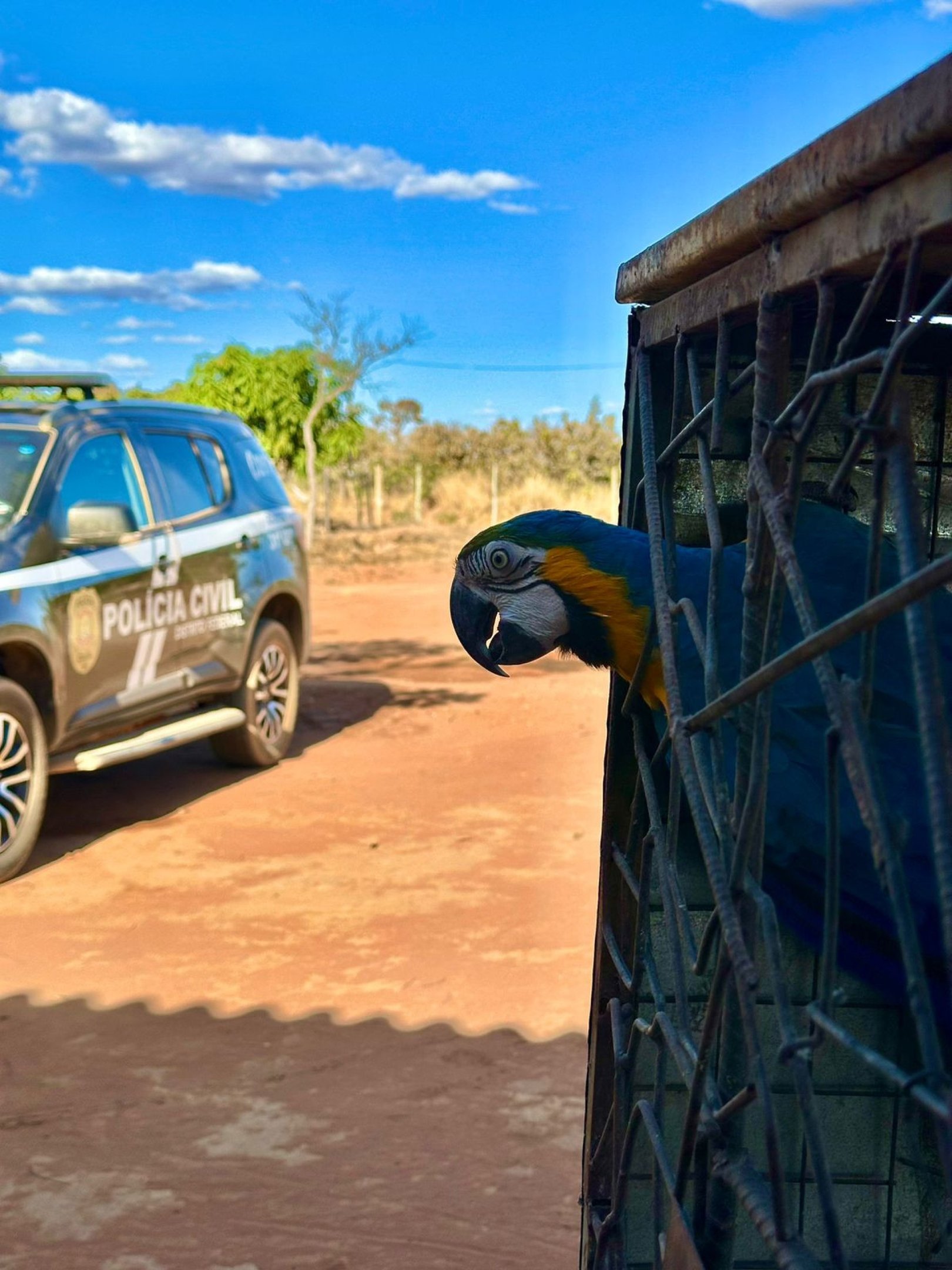 Homem é preso por manter animais silvestres em cativeiro no DF