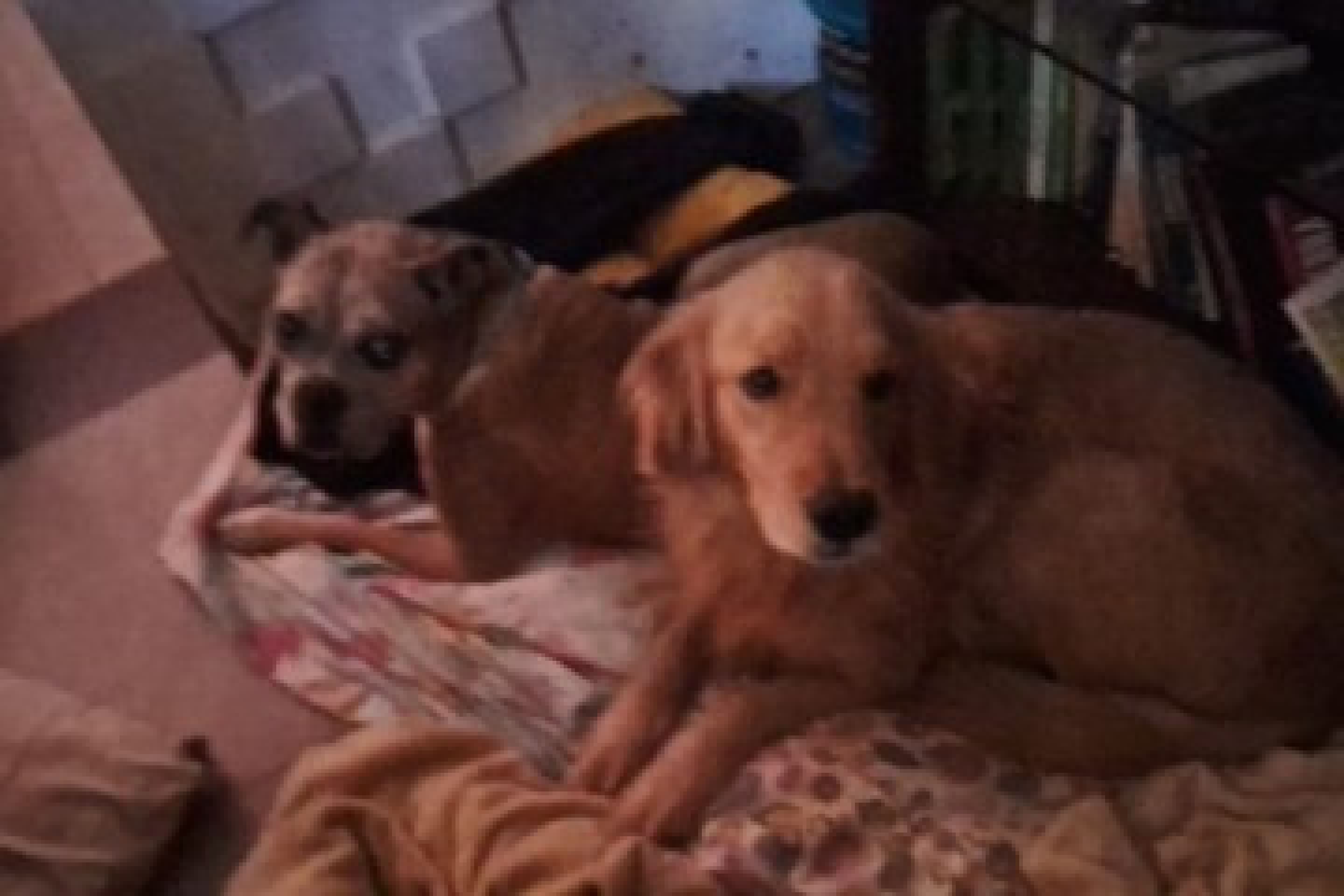 A golden retriever Lindoia sofria com muita ansiedade