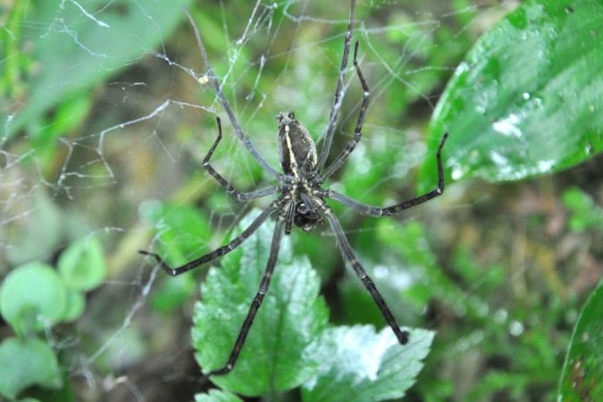 O experimento mostrou que a presença do sinal simulado do inseto aumentou três vezes as taxas de atração e interceptação de presas nas teias das aranhas quando comparadas com as teias sem iluminação -  (crédito: ReproduÃ§Ã£o/British Ecological Society)