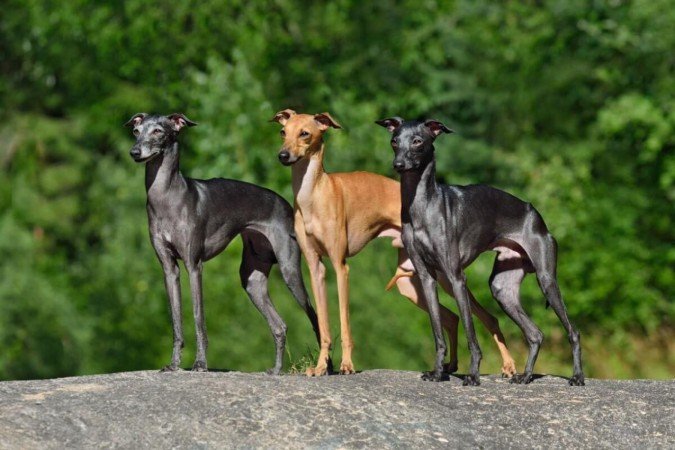 Os cachorros galgos surpreendem por seu temperamento calmo, afetuoso e silencioso (Imagem: Natallia Yaumenenka | Shutterstock) -  (crédito: EdiCase)