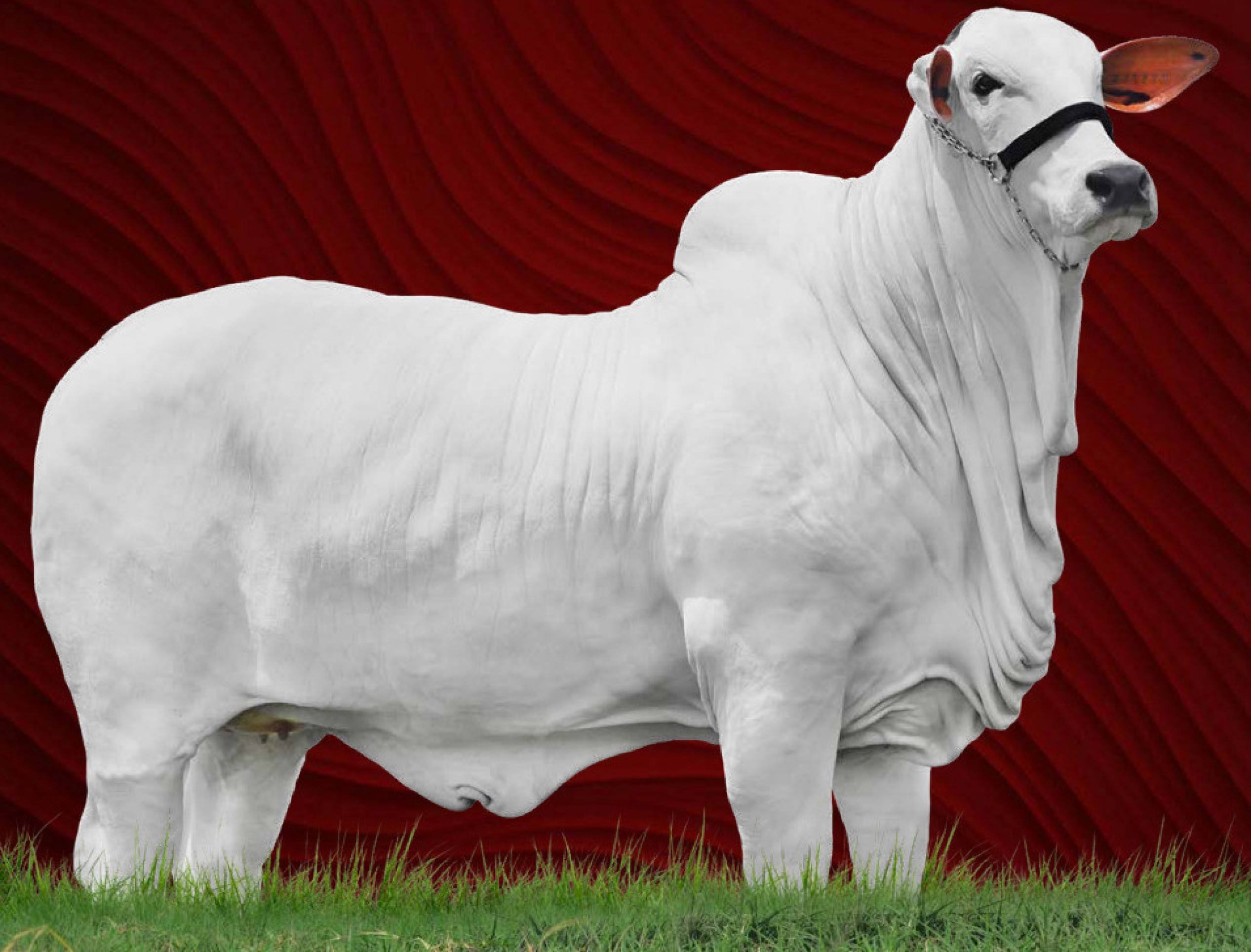 Vaca leilão Ibaneis Rocha