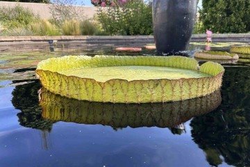 Competição oferece uma 'oportunidade divertida de educar o público sobre o fascinante mundo das plantas aquáticas -  (crédito: Divulgação/Denver Botanic Gardens)