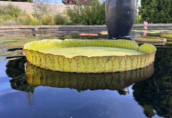 Divulgação/Denver Botanic Gardens