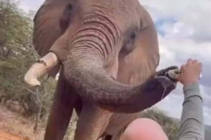 Turista espanhol joga cerveja dentro de tromba de elefante durante safári