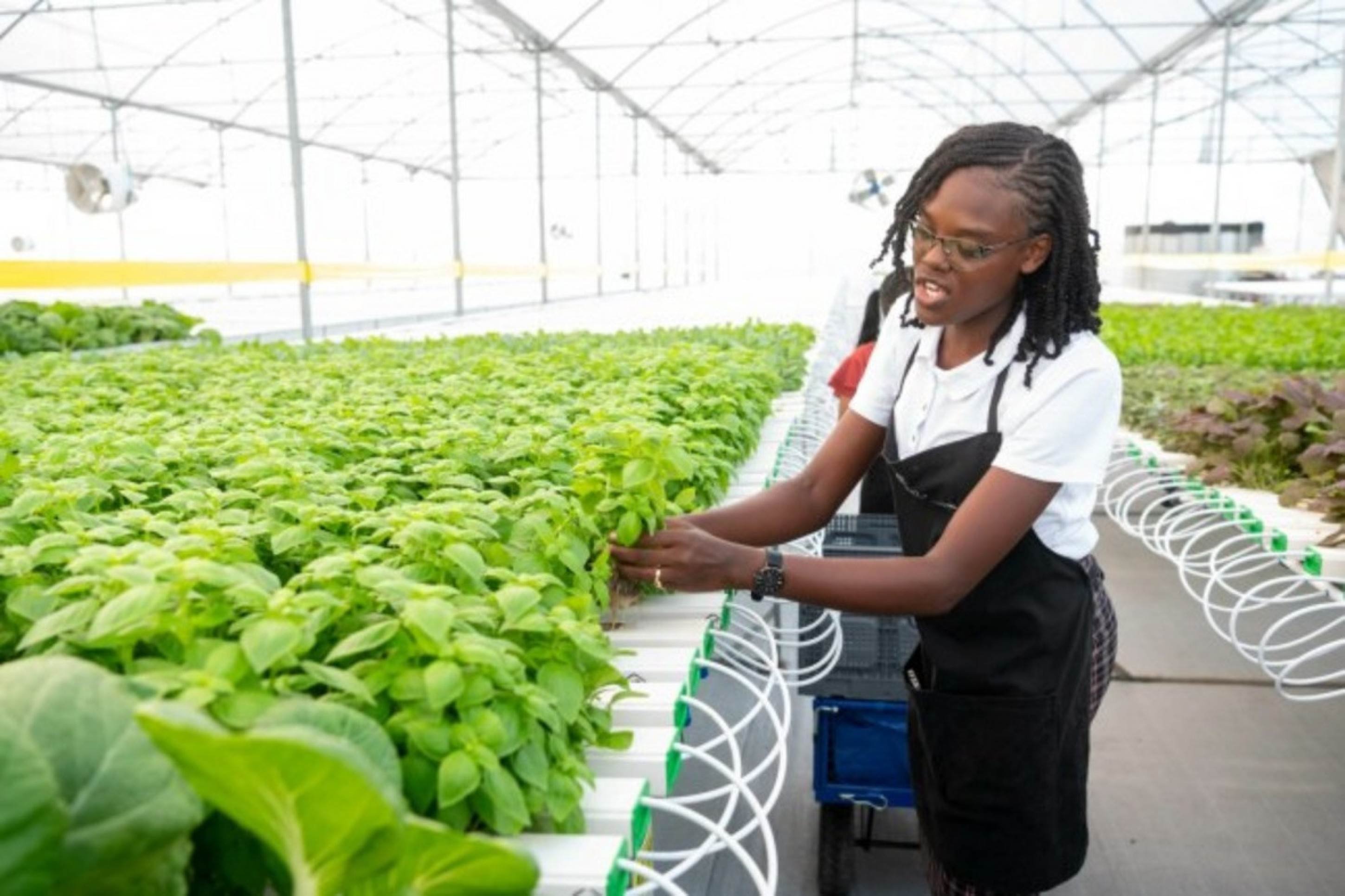 Guiana: uma nova fronteira agrícola nas Américas