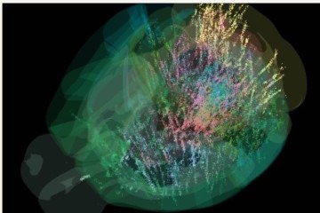 As reações foram observadas nas regiões parietal, frontal pró-motora do córtex em 139 animais testados -  (crédito:  Laboratorio Internacional do Cerebro)