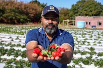 O pequeno produtor, Marcos Almeida, vendeu mais de 3 mil caixas na última edição da festa do morango