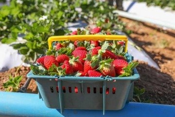 Morangos da marca Marcão Hortifrut 