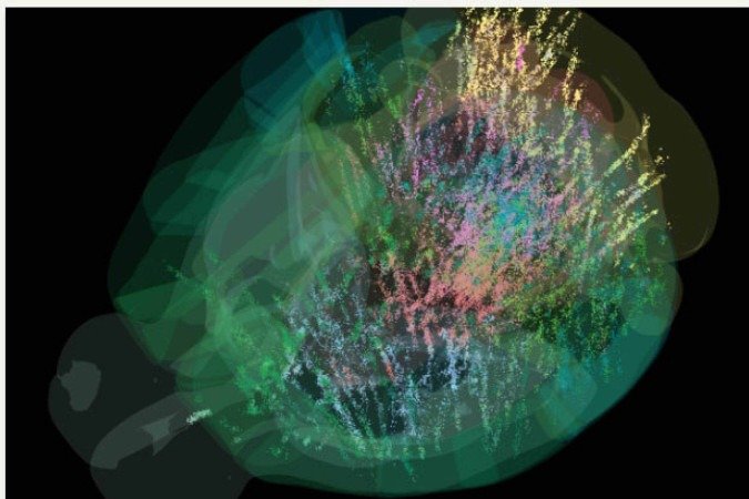 As reações foram observadas nas regiões parietal, frontal pró-motora do córtex em 139 animais testados - (crédito: Laboratorio Internacional do Cerebro) As reações foram observadas nas regiões parietal, frontal pró-motora do córtex em 139 animais testados - (crédito: Laboratorio Internacional do Cerebro)