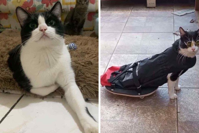 Gato Pipo é paraplégico e aprendeu sozinho a andar de skate -  (crédito: Redes sociais)