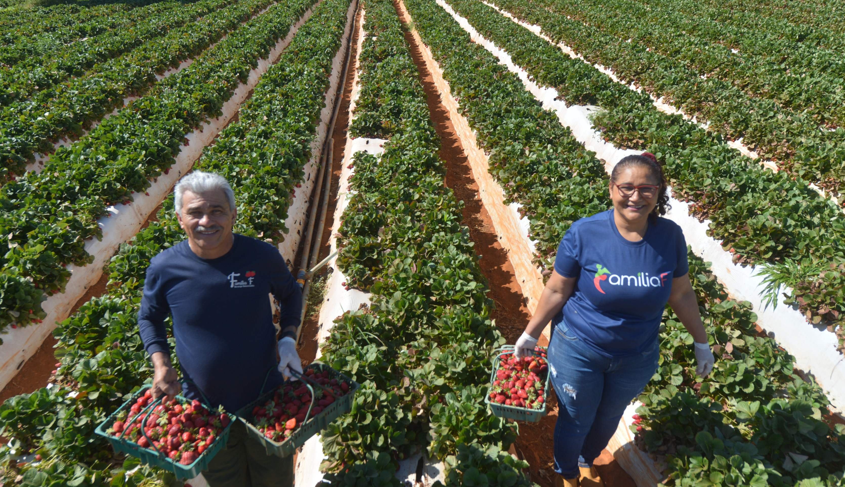  04/09/2025 Ed Alves CB/DA Press. Cidades. Festa do Morango 2025 - Produtores. Francisco Santos de Sousa e Maria do Rosario Silva 