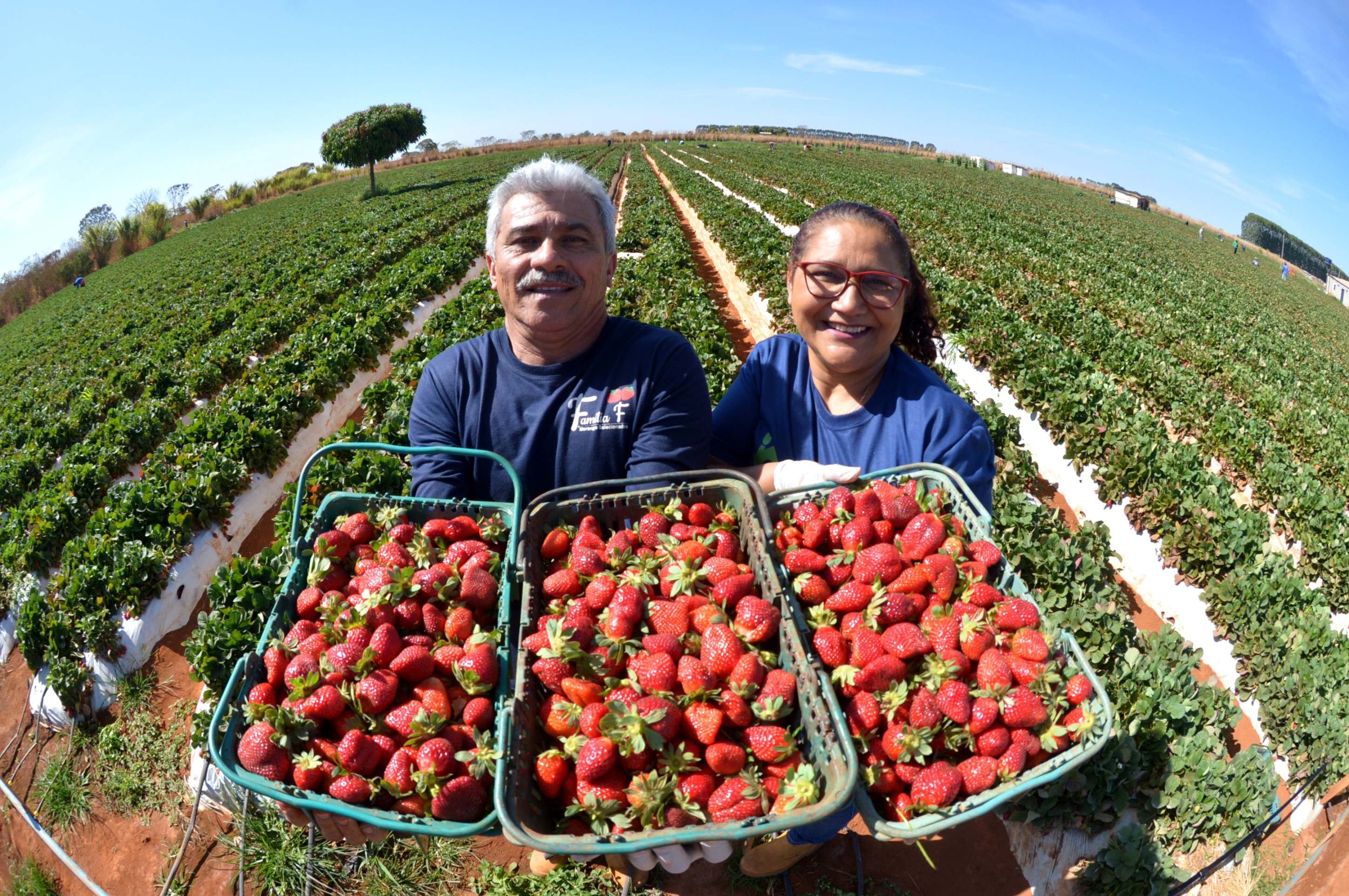 Festa do Morango começa nesta sexta-feira (5/9) e espera 500 mil visitantes