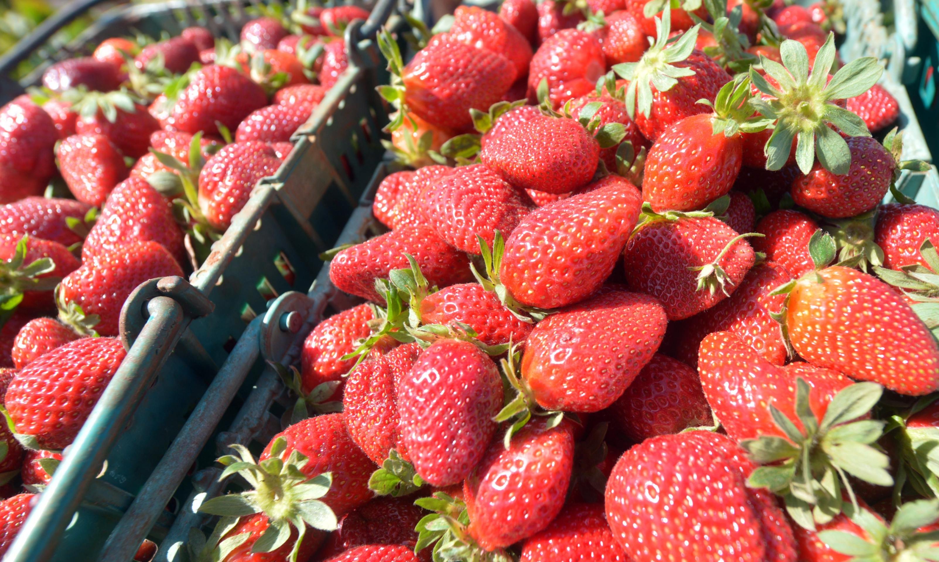 Confira a programação musical da Festa do Morango até domingo (7/9)