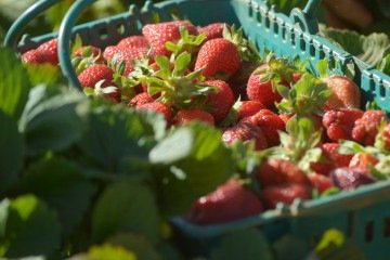 O morango do DF &eacute; um dos produtos que estar&aacute; na feira, em S&atilde;o Paulo -  (crédito:  Ed Alves CB/DA Press)