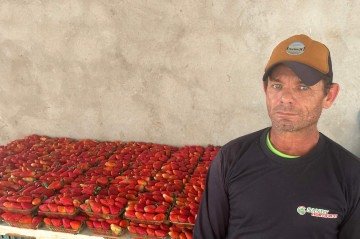 O produtor Sandy Oliveira produz cerca de 50 mil kg de morango por ano