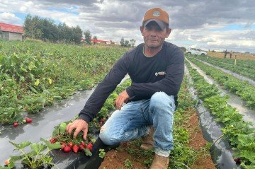 O produtor Sandy Oliveira produz cerca de 50 mil kg de morango por ano