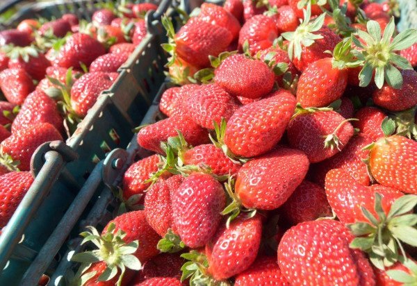  Ed Alves CB/DA Press