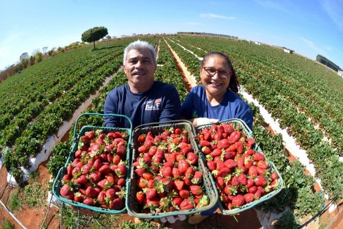 O pequeno produtor Francisco Santos de Sousa, e a esposa, Maria do Rosário, colhendo morangos na véspera do primeiro dia de evento
 -  (crédito: Fotos: Ed Alves CB/DA Press)