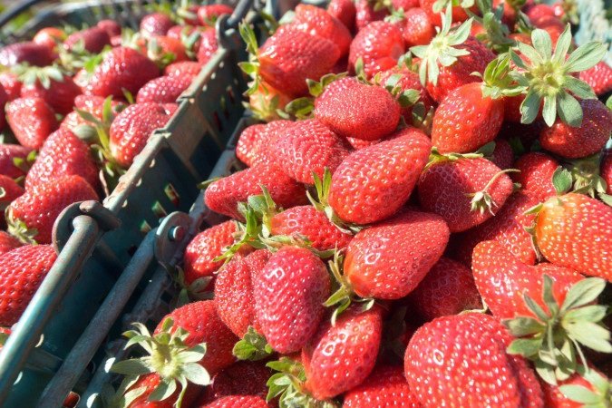 A festa segue até o dia 14 de setembro, nos fins de semana -  (crédito:  Ed Alves CB/DA Press)