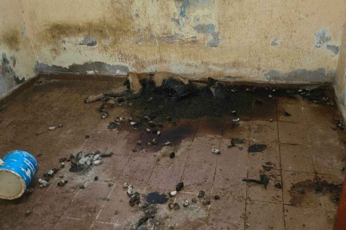 Os animais estavam confinados em baias, todos apresentando sinais de morte por inanição -  (crédito: PCDF)