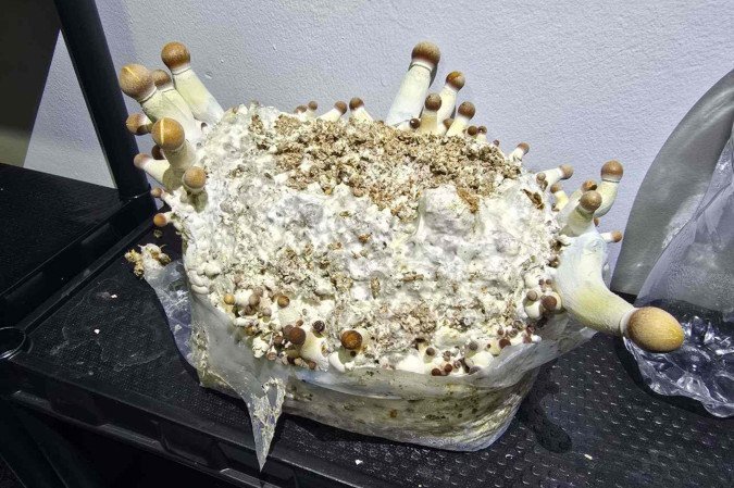 Investigação da PCDF apurou que o grupo produzia mais de 30 quilos de cogumelos por dia