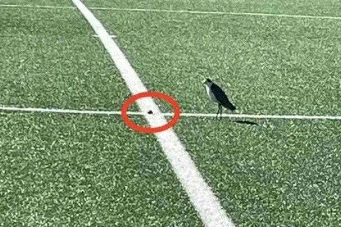 Casal de plovers, aves típicas da Austrália, resolveu instalar o ninho bem na linha central do gramado -  (crédito: Foto: Facebook/Tim the Yowie Man)