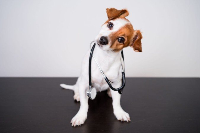 Cuidados simples com os pets ajudam a prevenir doenças (Imagem: eva_blanco | Shutterstock) - (crédito: EdiCase) Cuidados simples com os pets ajudam a prevenir doenças (Imagem: eva_blanco | Shutterstock) - (crédito: EdiCase)
