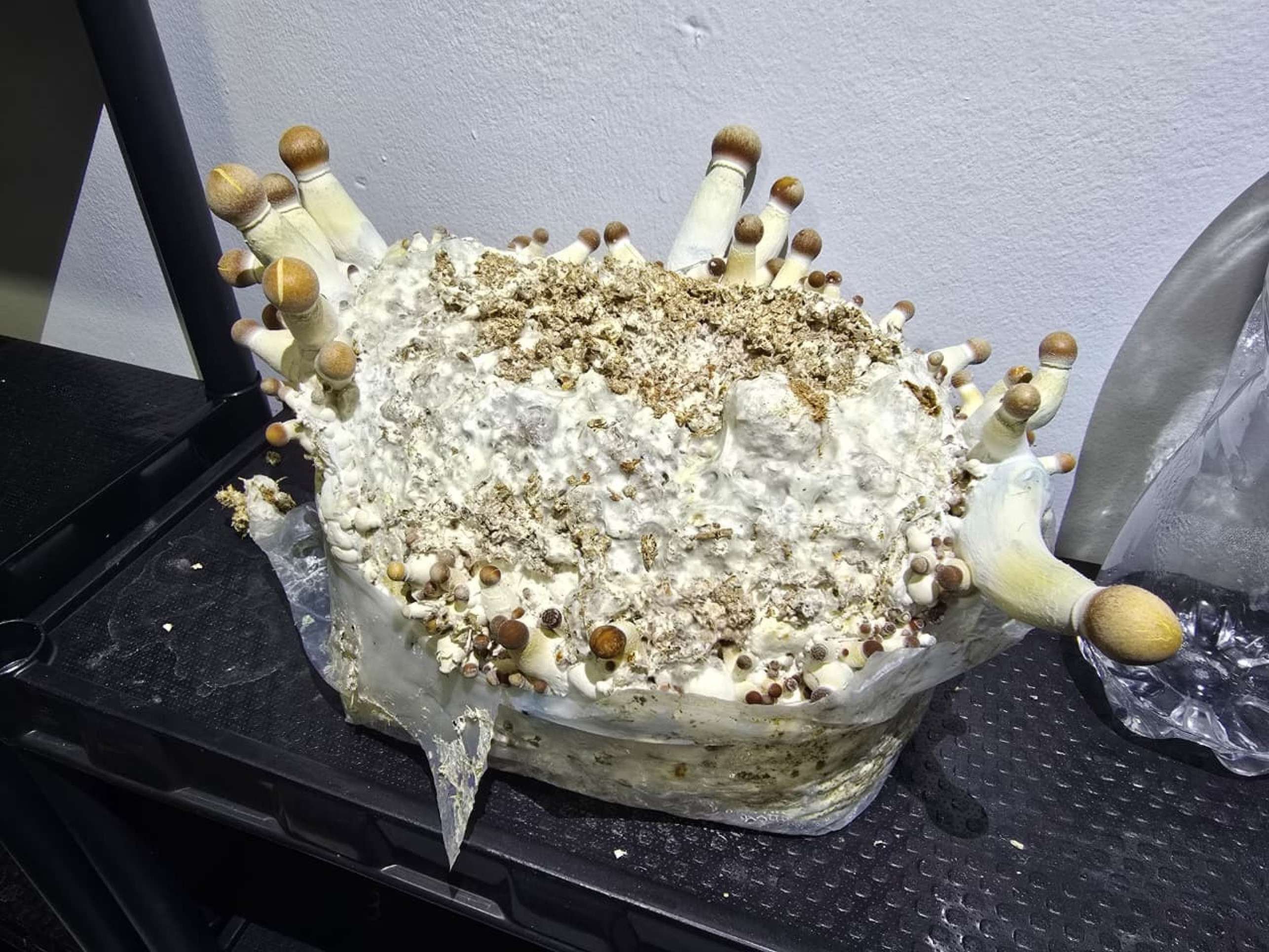 Operação Psicose: quadrilha movimentava 1,5 tonelada de drogas