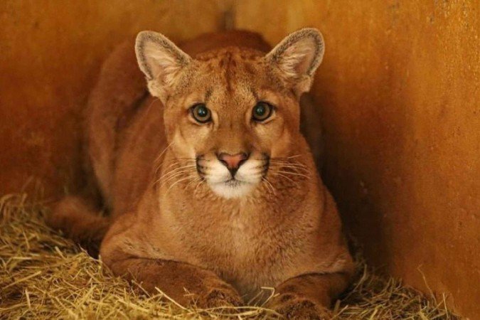 Farofa foi resgatada em outubro de 2024 -  (crédito: Zoo/Reprodução)