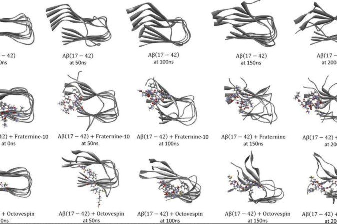 Vespa social Polybia occidentalis, base da pesquisa