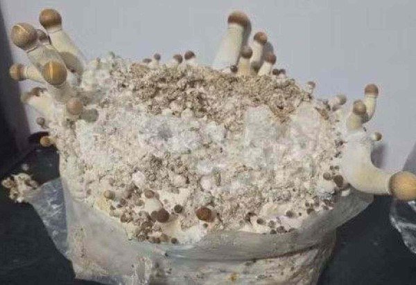 Divulgação/Polícia Civil do DF