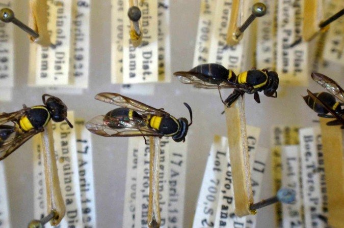 Veneno da Polybia occidentalis é matéria prima para pesquisa - (crédito: Reprodução/Unesp) Veneno da Polybia occidentalis é matéria prima para pesquisa - (crédito: Reprodução/Unesp)