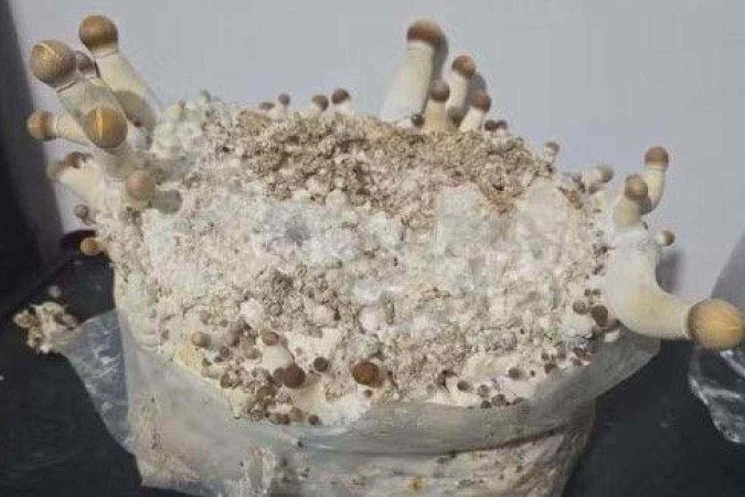Operação apreendeu cogumelos em galpão no Paraná -  (crédito: Divulgação/Polícia Civil do DF)