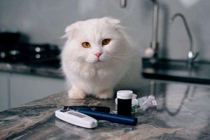 O diabetes também pode afetar os animais de estimação (Imagem: VSh PRODUCTION | Shutterstock)  -  (crédito: EdiCase)