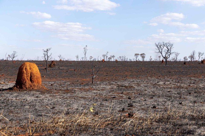  Diversas ..reas do DF carbonizadas ap..s inc..ndios causados pela seca. Mariana Campos. S..bado, 6 de setembro de 2025.
     -  (crédito:  Mariana Campos/CB/D.A Press)