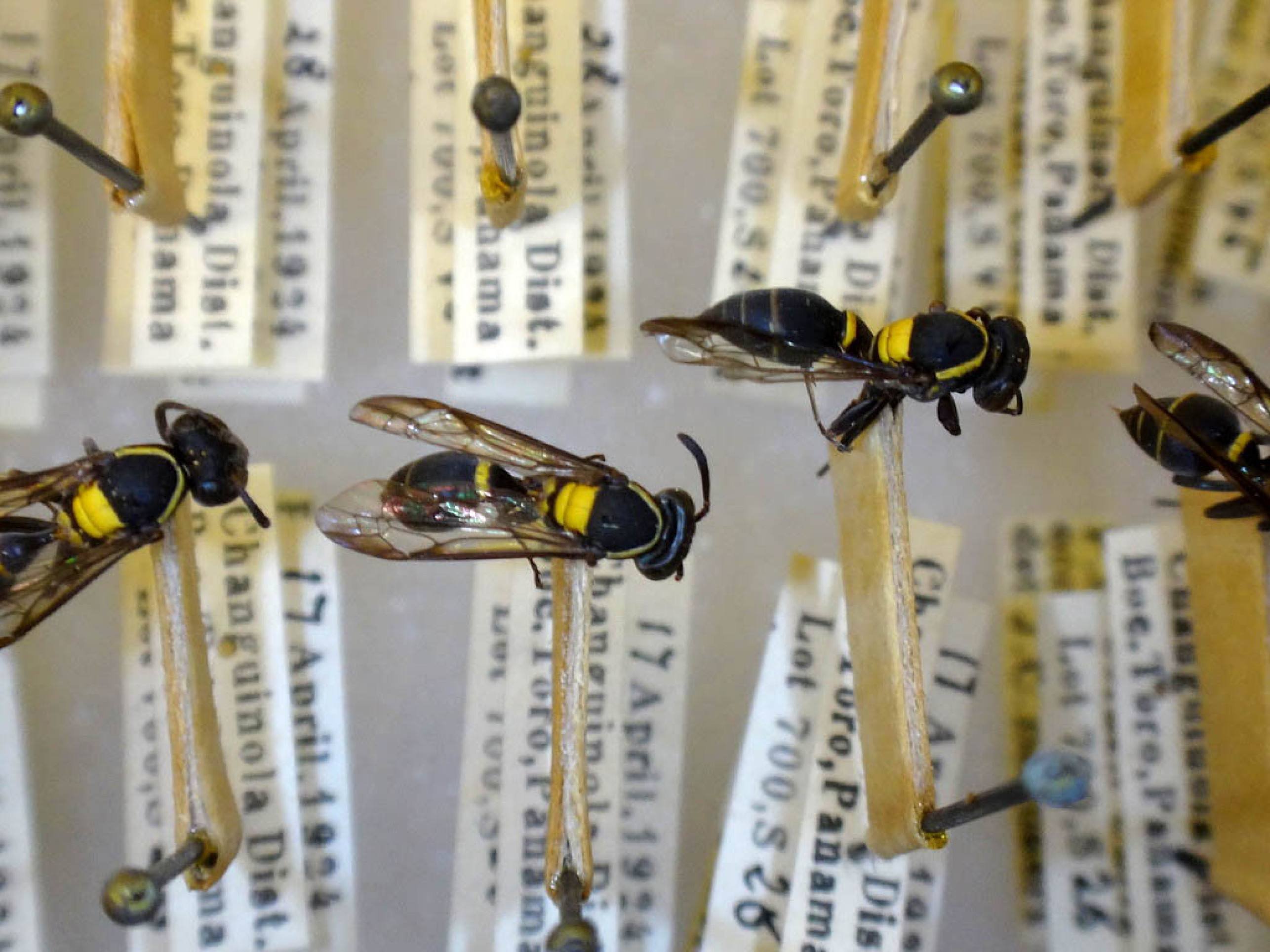 Pesquisadores da UnB estudam veneno de vespa para retardar o Alzheimer