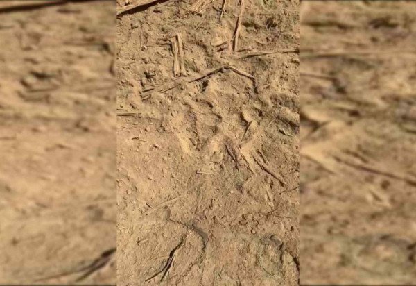 Material cedido ao Correio