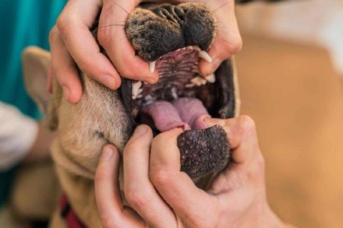 Veterinários orientam verificar a boca do animal antes de realizar a manobra de Heimlich -  (crédito: PetLove)