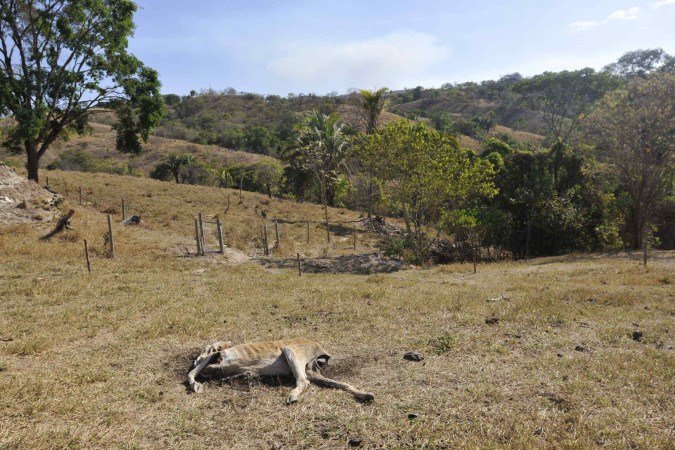  08/09/2025. Crédito: Minervino Júnior/CB/D.A Press. Brasil.  Brasilia - DF. Propriedade rural na Fercal que sofreu ataque de onça aos animais. Vaca e bezerro recém nascido morreram.