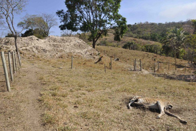  08/09/2025. Crédito: Minervino Júnior/CB/D.A Press. Brasil.  Brasilia - DF. Propriedade rural na Fercal que sofreu ataque de onça aos animais. Vaca e bezerro recém nascido morreram.