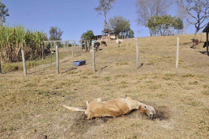  08/09/2025. Crédito: Minervino Júnior/CB/D.A Press. Brasil.  Brasilia - DF. Propriedade rural na Fercal que sofreu ataque de onça aos animais. Vaca e bezerro recém nascido morreram.
