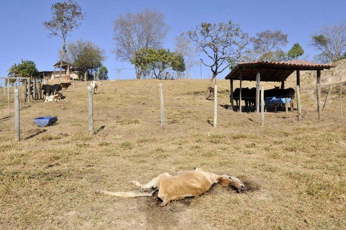  08/09/2025. Crédito: Minervino Júnior/CB/D.A Press. Brasil.  Brasilia - DF. Propriedade rural na Fercal que sofreu ataque de onça aos animais. Vaca e bezerro recém nascido morreram.