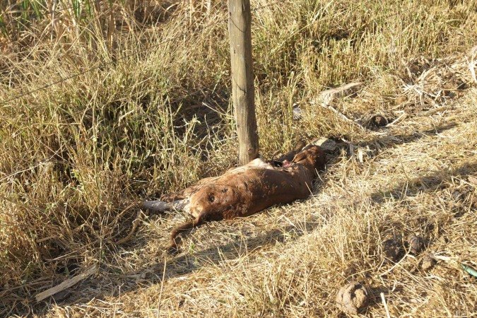  08/09/2025. Crédito: Minervino Júnior/CB/D.A Press. Brasil.  Brasilia - DF. Propriedade rural na Fercal que sofreu ataque de onça aos animais. Vaca e bezerro recém nascido morreram.