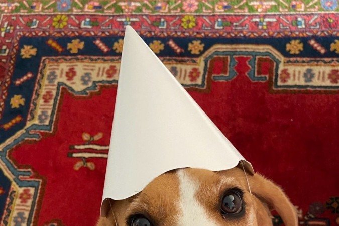 Depois do susto, a tutora do beagle adotou novos cuidados para evitar que o pet se engasgue novamente