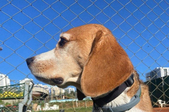 Azeitona se engasgou ao comer muito rápido e foi socorrido com a manobra de Heimlich