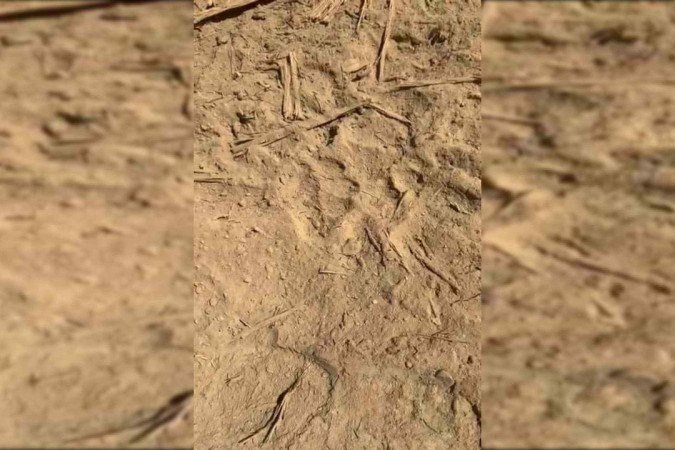 Pegada é de suposta onça responsável por ataques -  (crédito: Material cedido ao Correio)